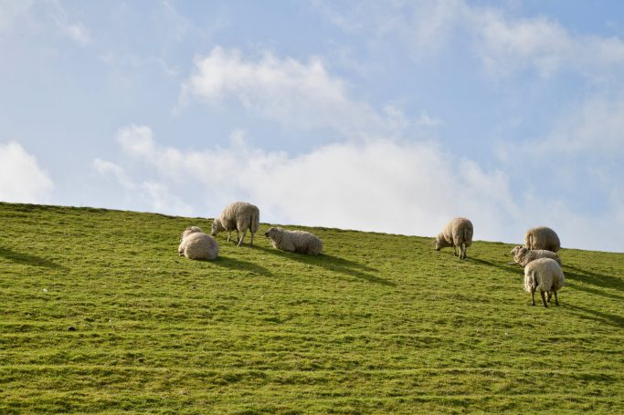Schafe auf dem Deich - Pellworm Schafe auf dem Deich auf Pellworm unter blauem Himmel