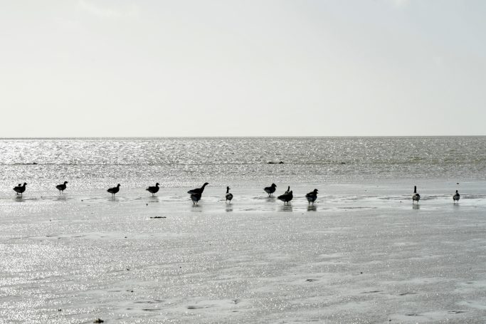 Wattlandschaft mit Vögeln Vögel im Watt vor Pellworm bei Ebbe