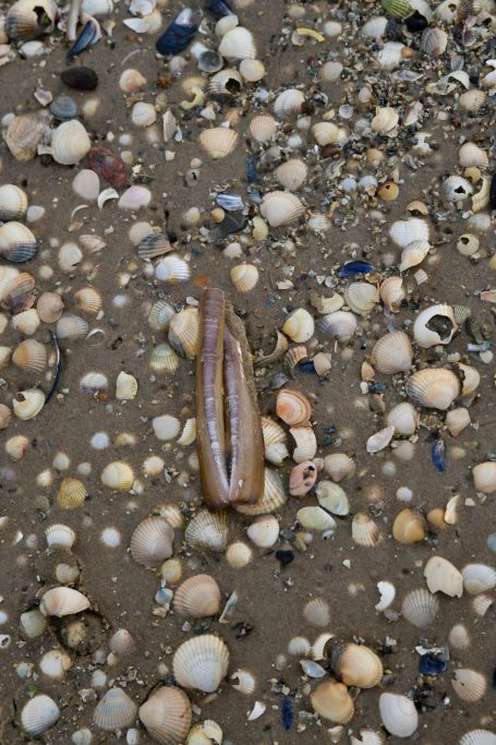 Muscheln im Watt - Pellworm Muscheln im Watt am Strand von Pellworm