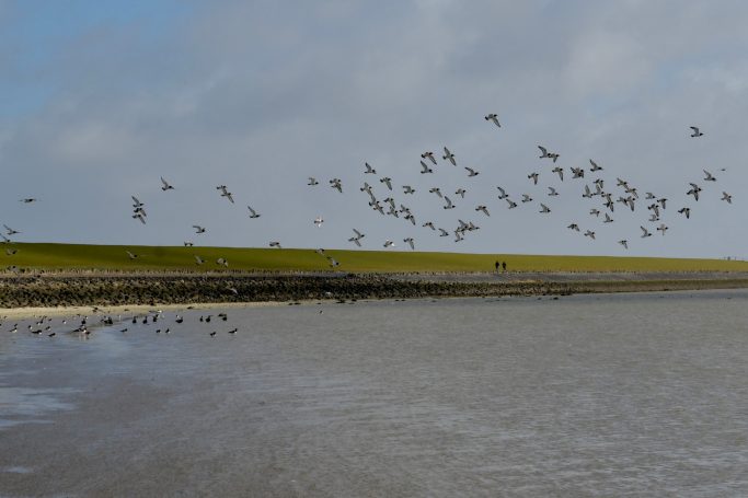 Vogelschwarm am Deich - Pellworm Vogelschwarm über dem Wattenmeer bei Pellworm am Deich